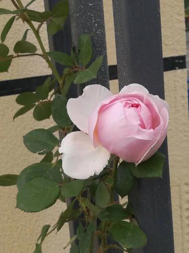 孤芳自赏