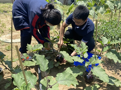 学生采摘2